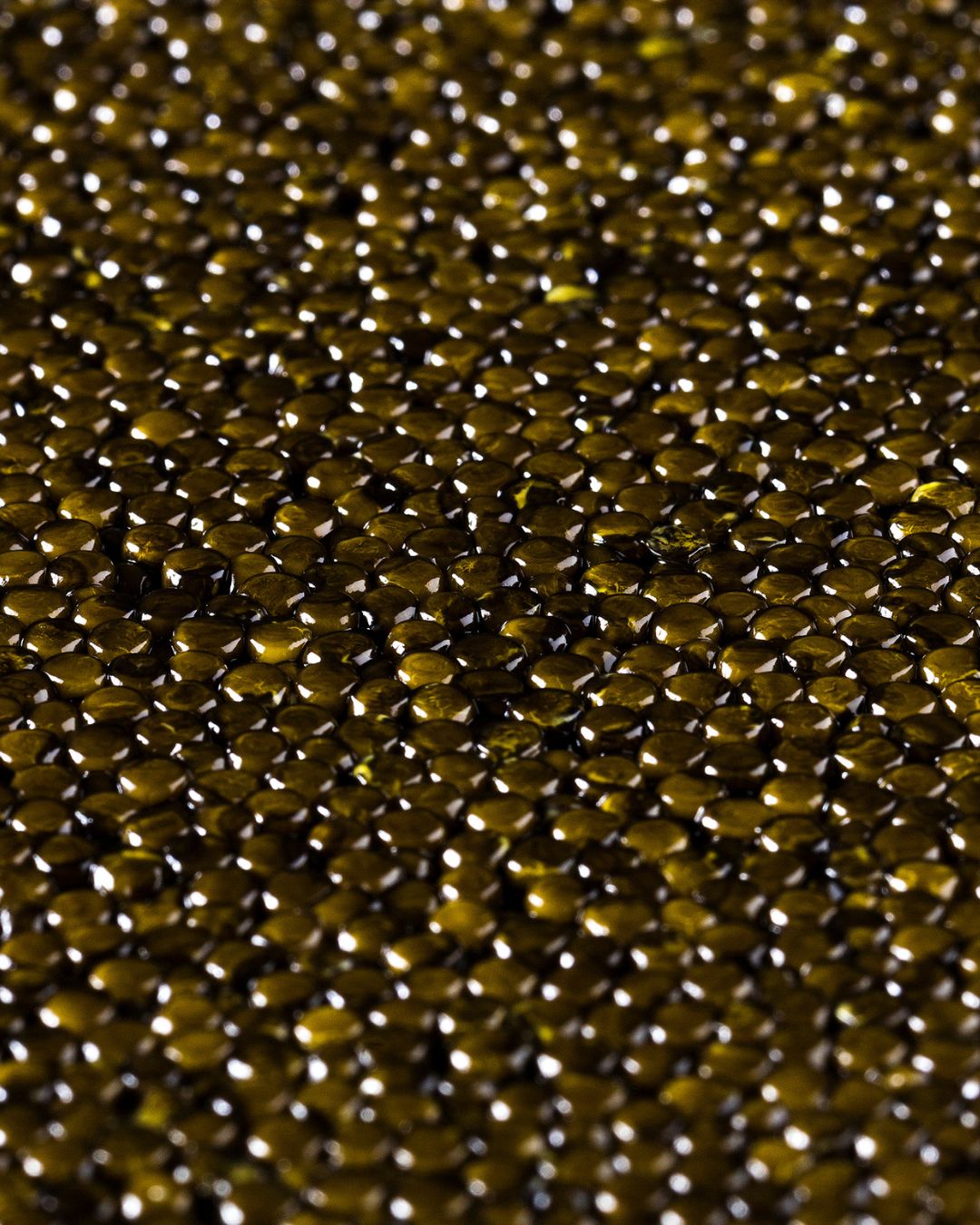 Caviar close-up